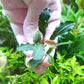 BUCEPHALANDRA SP. LALINA