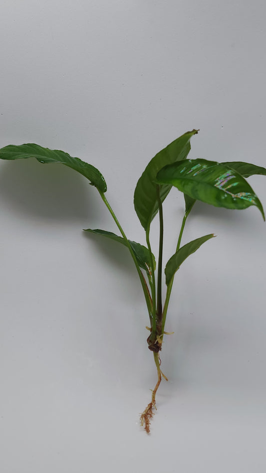 Anubias heterophylla