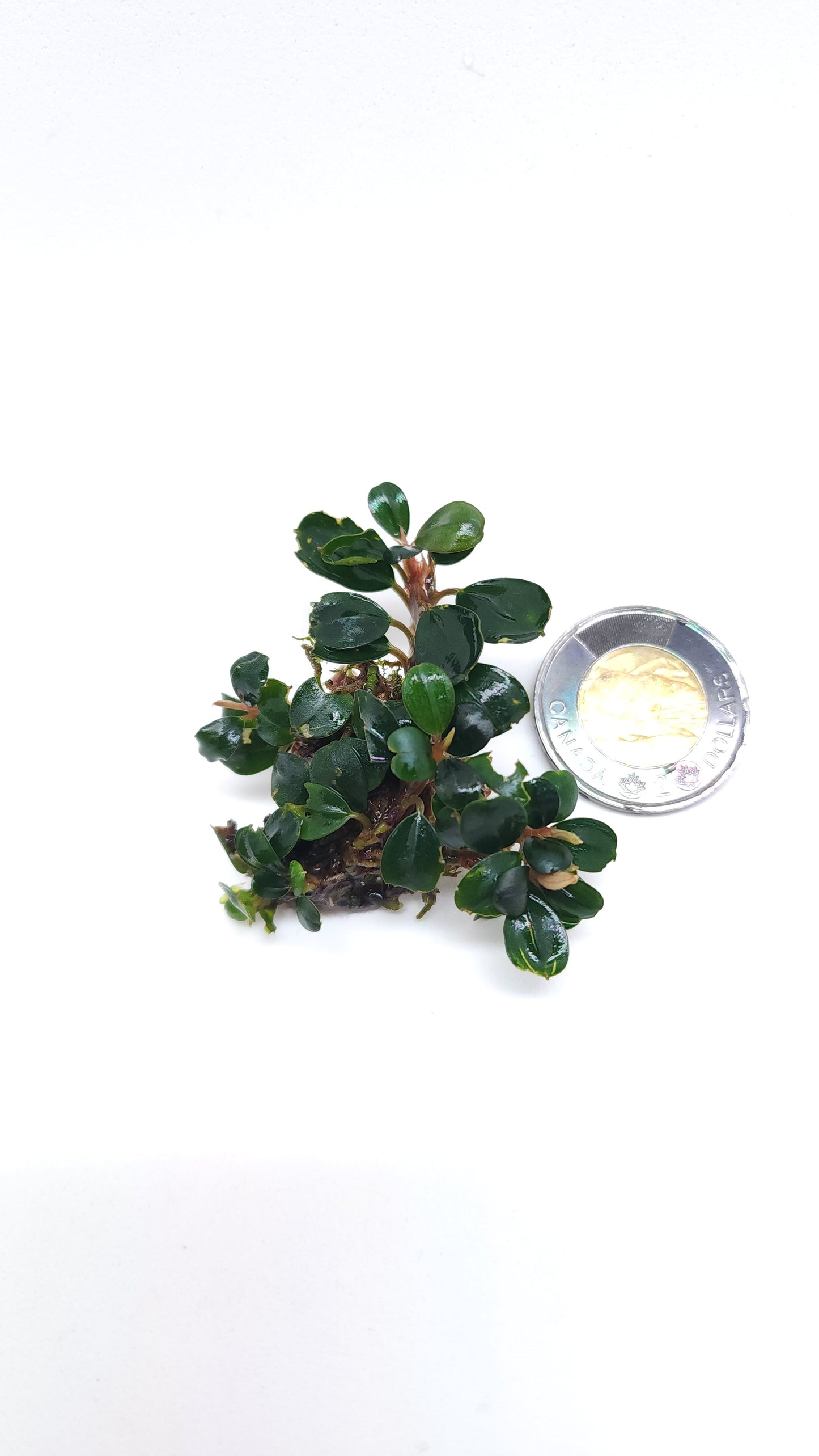 BUCEPHALANDRA SP. BROWNIE BLUE