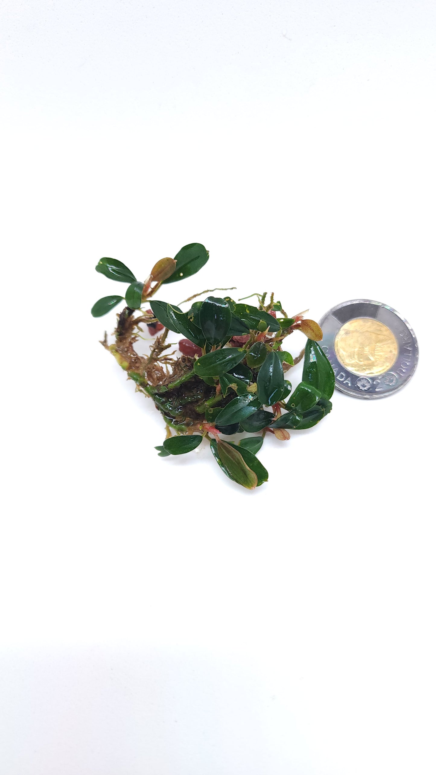 BUCEPHALANDRA SP. BROWNIE BLUE