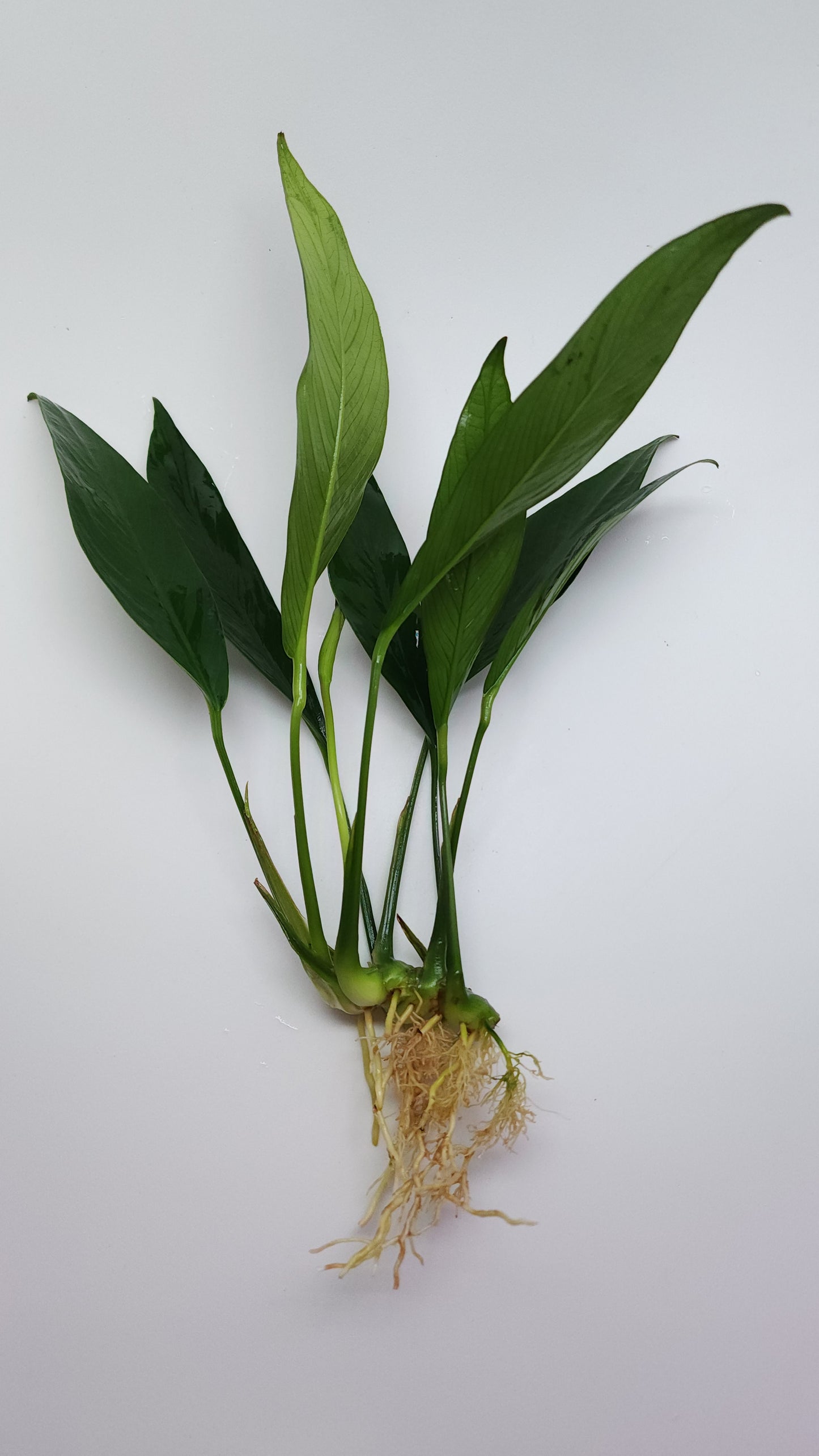 Anubias Congensis Extra Large