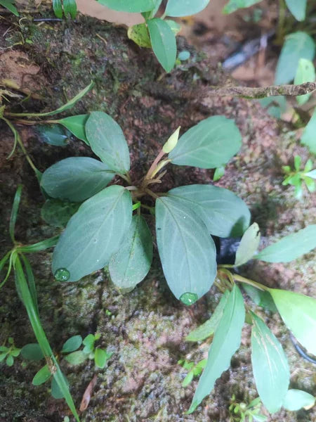 BUCEPHALANDRA SP. AKANTHA