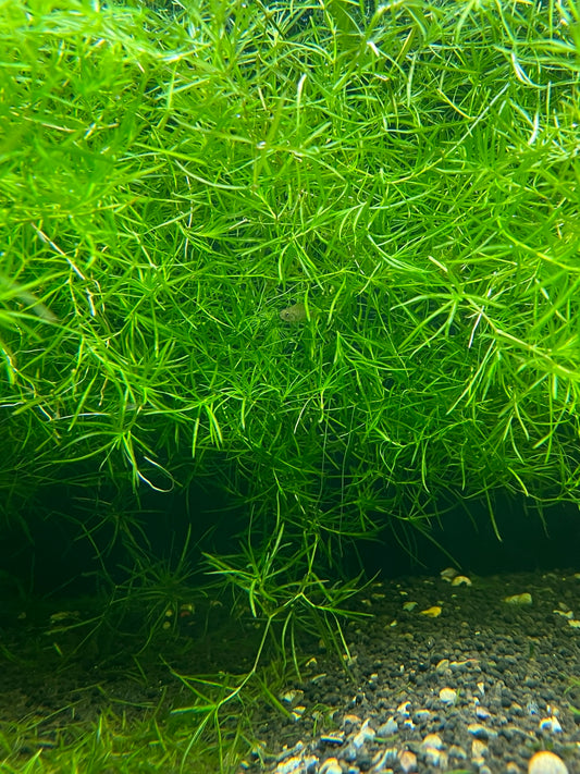 Najas Guadalupensis (Guppy grass)