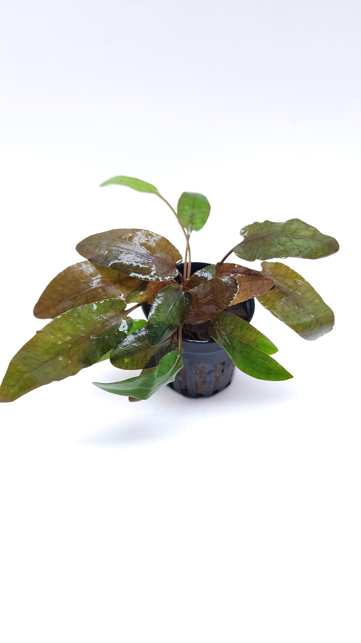 Cryptocoryne Walkeri