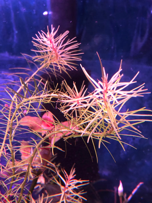 Rotala Nanjenshan